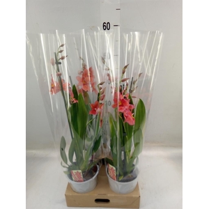 Burrageara  'Nelly Isler'