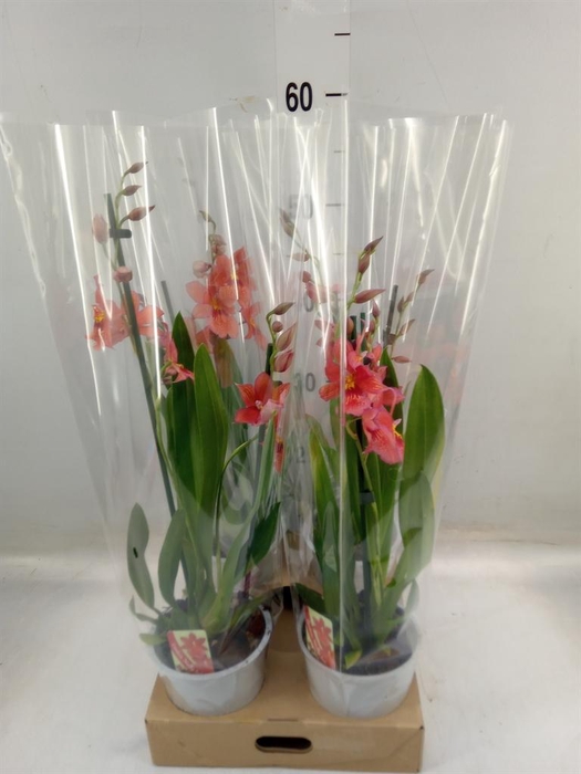 <h4>Burrageara  'Nelly Isler'</h4>