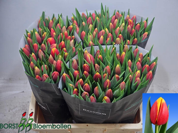 <h4>TU EN REPLAY</h4>