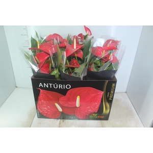 ANTHURIUM MICHIGAN P17 PREMIUM