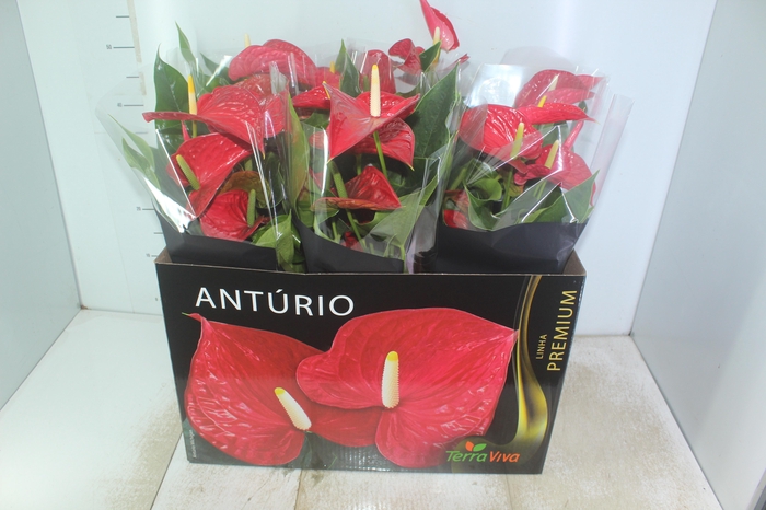<h4>ANTHURIUM MICHIGAN P17 PREMIUM</h4>