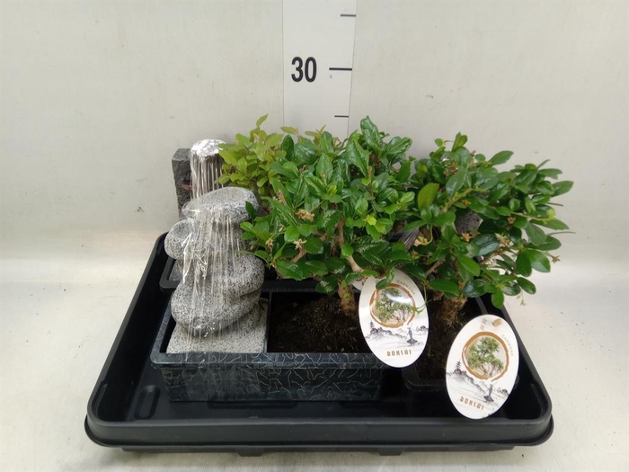 <h4>Bonsai   ...mix</h4>