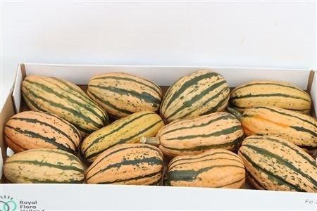 <h4>CUCURBITA PEPO</h4>