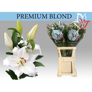 LI OR PREMIUM BLOND