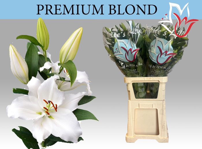 <h4>LI OR PREMIUM BLOND</h4>