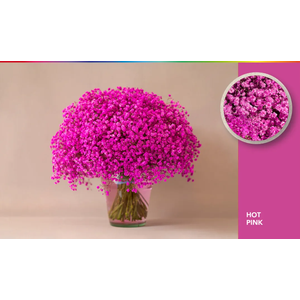 GYPS XLENCE TINTED HOT PINK