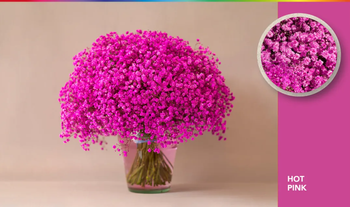 <h4>GYPS XLENCE TINTED HOT PINK</h4>