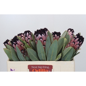 Protea African Didi