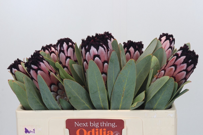 Protea African Didi