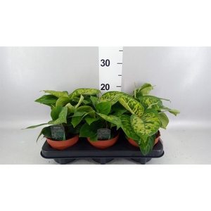 Homalomena wal. 'Camouflage'