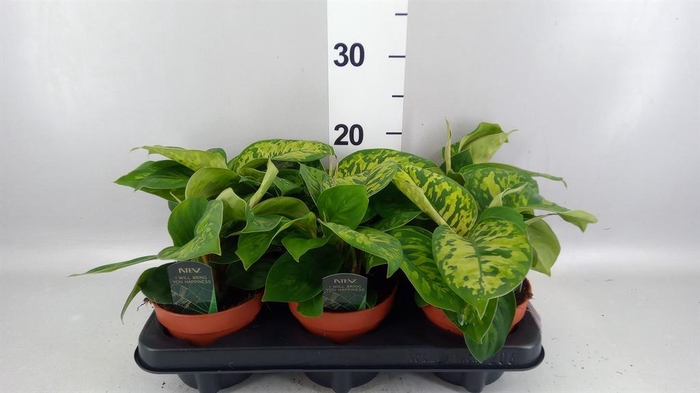 <h4>Homalomena wal. 'Camouflage'</h4>