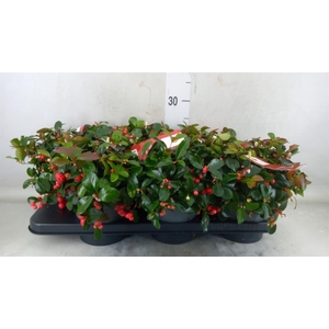 Gaultheria proc. 'Big Berry'