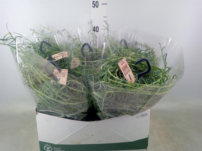 <h4>Senecio   ...</h4>