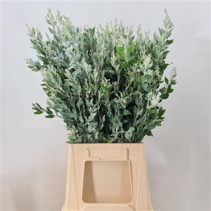 Acacia Podalyriifolia Denisboden Verde