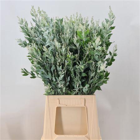 <h4>Acacia Podalyriifolia Denisboden Verde</h4>