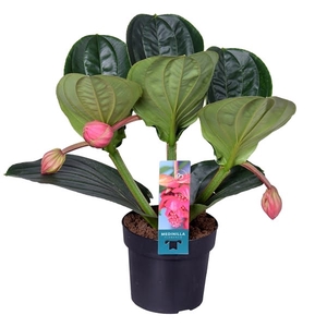 Medinilla Magnifica Flamenco 1 etage 3 knop