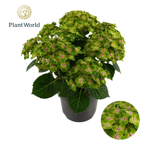<h4>Hydrangea Bol Mira (Specialty)</h4>