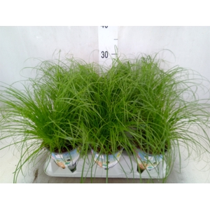 Cyperus alternifolius 'Zumula'