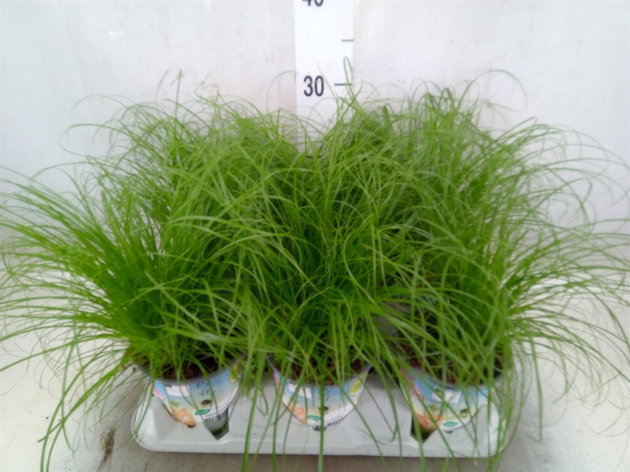 <h4>Cyperus alternifolius 'Zumula'</h4>