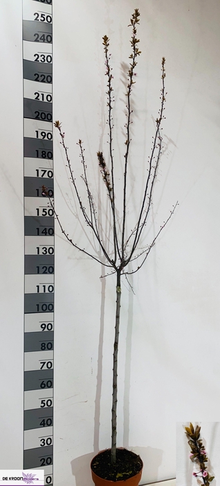 <h4>PRUN CE NIGRA</h4>