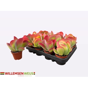 KALANCHOE THYRSIFL
