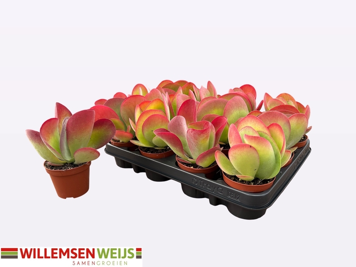 <h4>KALANCHOE THYRSIFL</h4>