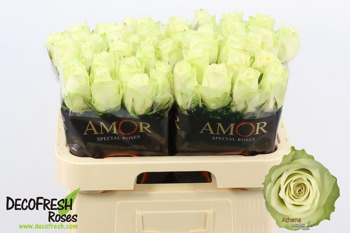 <h4>R Gr Athena</h4>