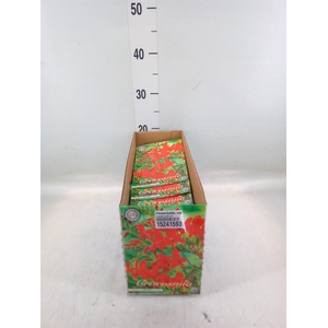 Flowerbulbs, corns or tubers   ...