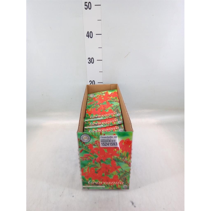 <h4>Flowerbulbs, corns or tubers   ...</h4>