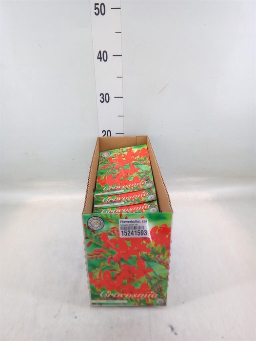 Flowerbulbs, corns or tubers   ...