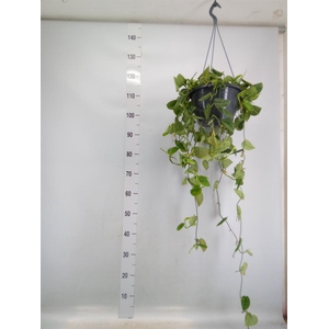 Scindapsus pictus 'Argyraeus'