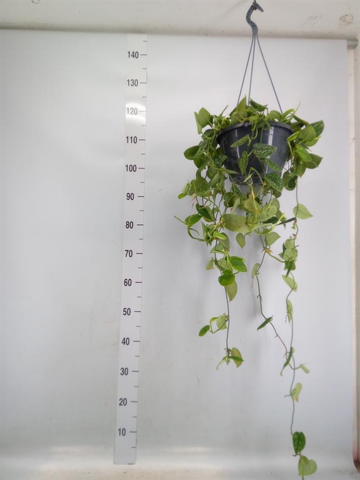 <h4>Scindapsus pictus 'Argyraeus'</h4>