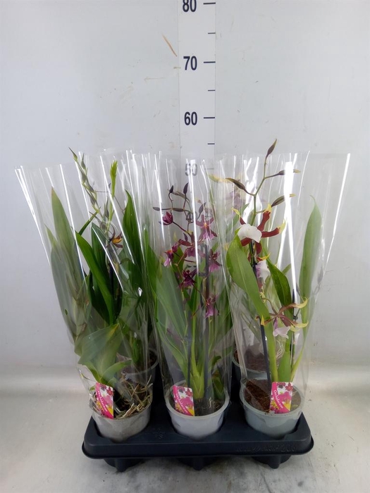 <h4>Cambria   ...mix</h4>