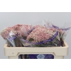 Ozothamnus Cooks Pink