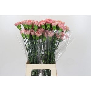 Dianthus St Lege Pink