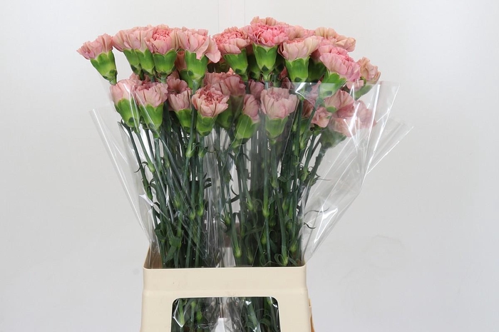 <h4>Dianthus St Lege Pink</h4>