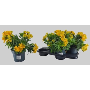 ALST COLORITA YELLOW