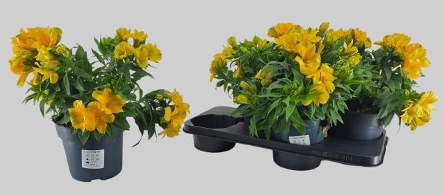 <h4>ALST COLORITA YELLOW</h4>