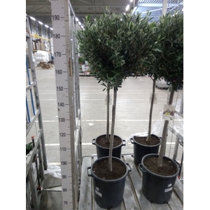 Olea europaea