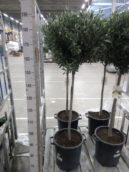 <h4>Olea europaea</h4>