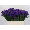 Limonium sinuatum Navy Sun Birds