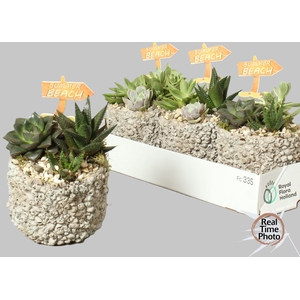ARR SUCCULENTEN