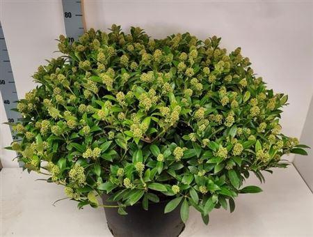 <h4>Skim J White Dwarf 400 Bloemen+++++</h4>