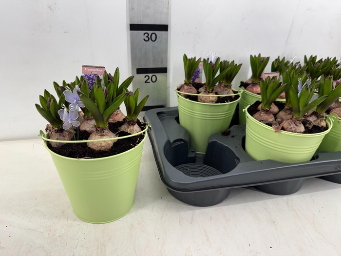 <h4>ARR HYACINTH</h4>