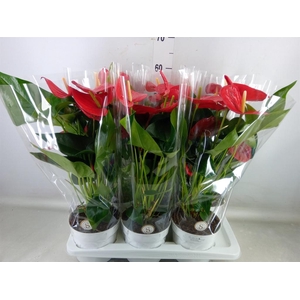 Anthurium andr. 'Minnesota'