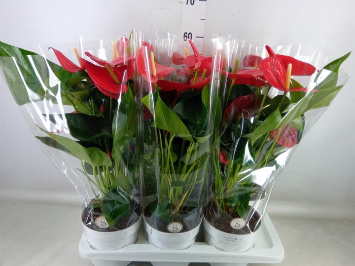 <h4>Anthurium andr. 'Minnesota'</h4>