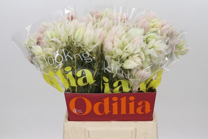 <h4>Blushing Bride 4/6 Flowers</h4>