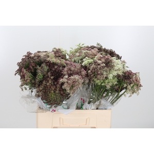 Daucus Carota