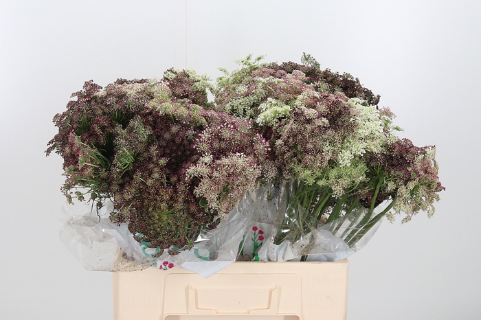<h4>Daucus Carota</h4>