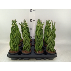 Sansevieria cyl.  ...